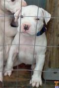 dogo argentino puppy posted by Cordoba Dogos